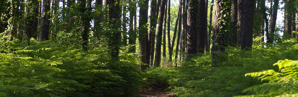 tourisme et activités à proximité du camping