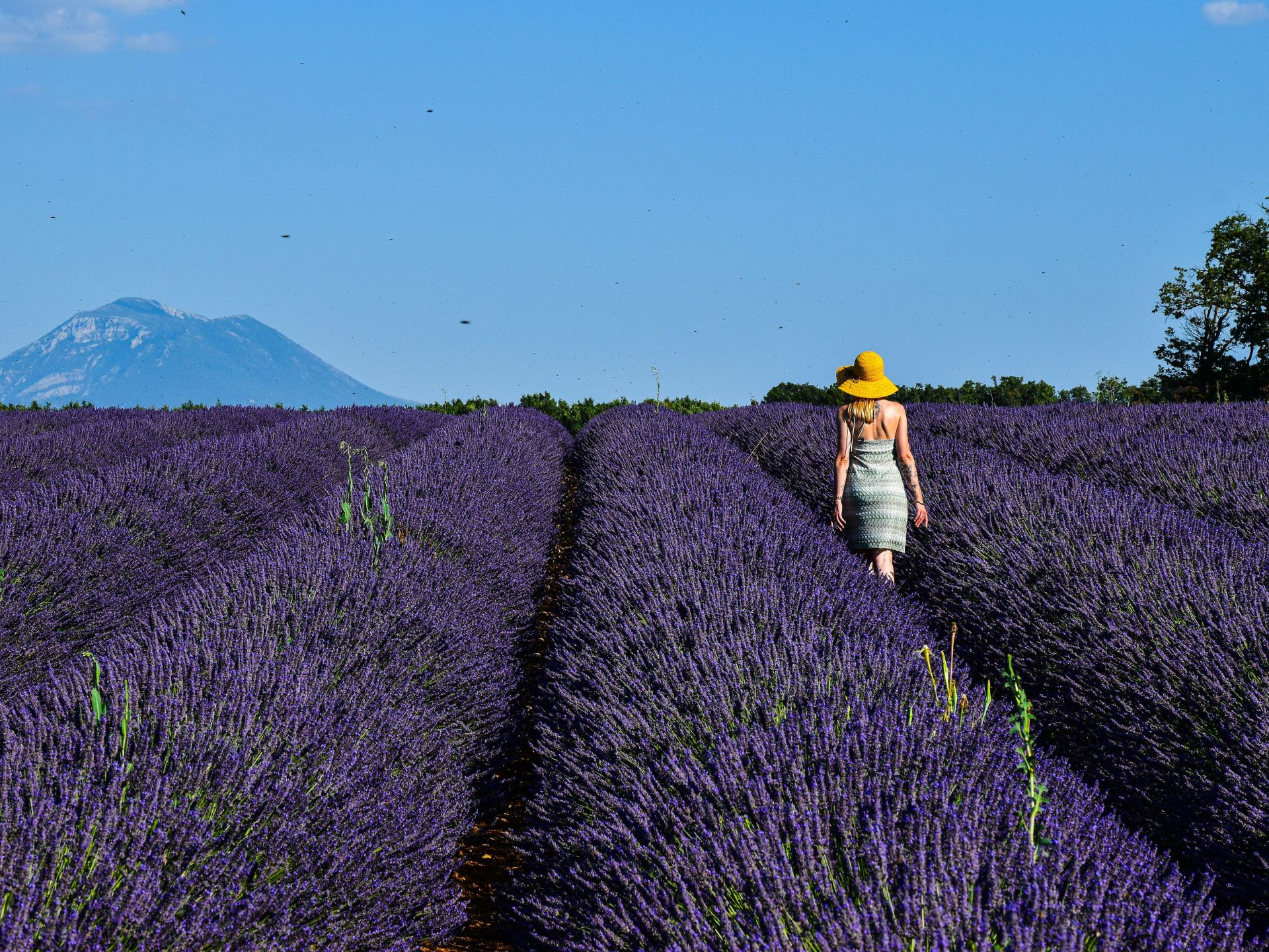 Provence Alpes Côte d'Azur