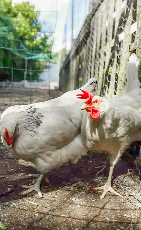 camping Le Brabois mini ferme