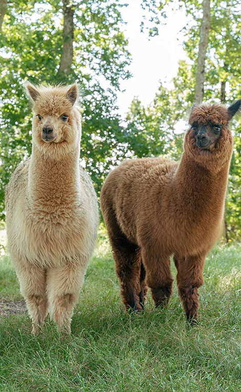 mini ferme camping de La Hallerais Mobil Home XXL